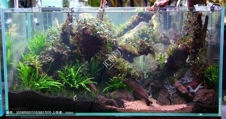 布置生態(tài)魚缸效果圖：生態(tài)魚缸的設計理念