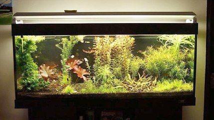 布置生態(tài)魚缸效果圖：生態(tài)魚缸的設計理念