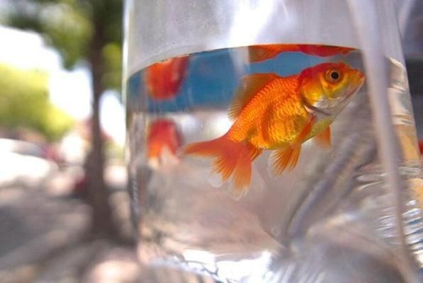 大魚缸怎么運輸好：大魚缸搬運注意事項和注意事項和注意事項