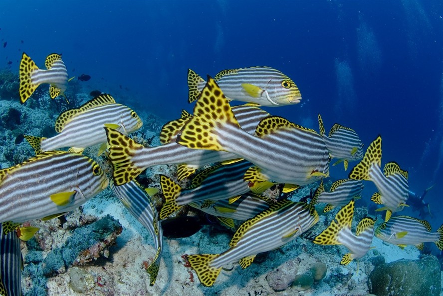 打卡虎魚