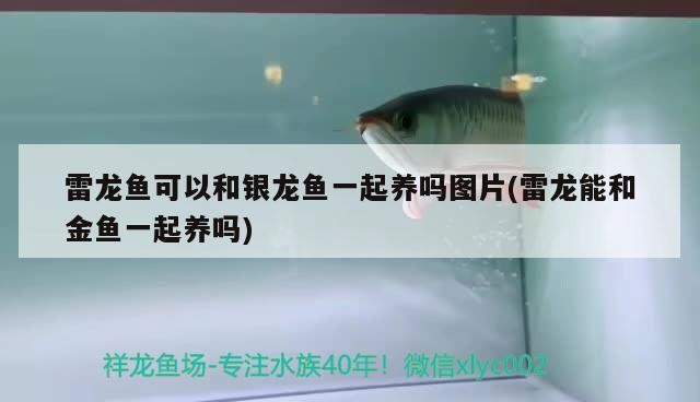 雷龍魚可以和銀龍魚一起養嗎圖片(雷龍能和金魚一起養嗎)
