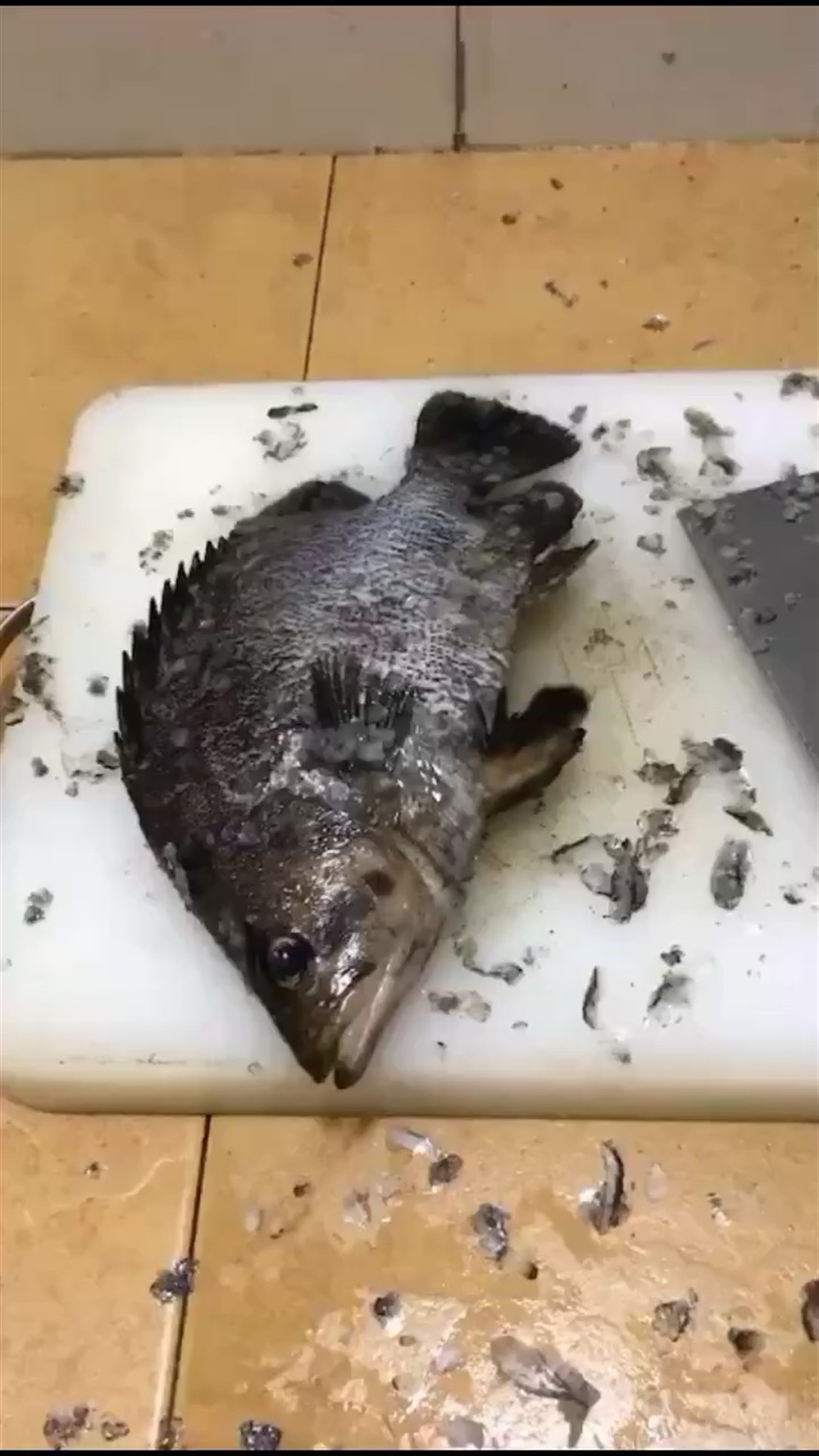 人間美味非虎魚莫屬