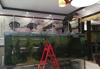 養龍魚幾條合適呢