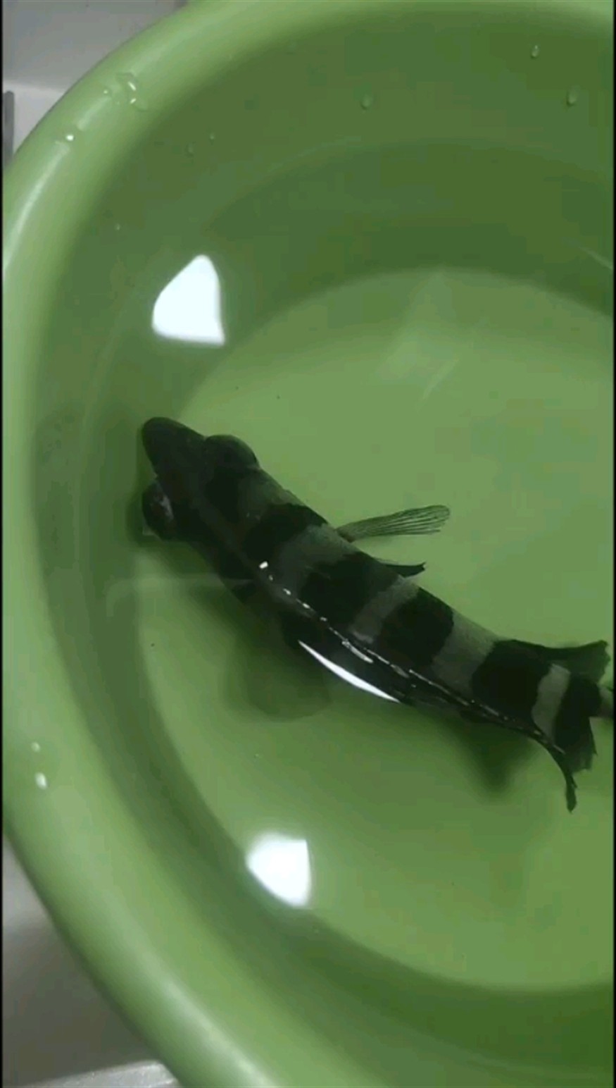各位大神虎魚凸眼?蒙眼怎么辦