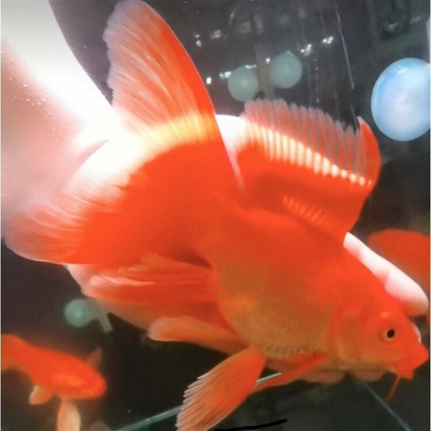龍魚混養蝴蝶鯉好看嗎