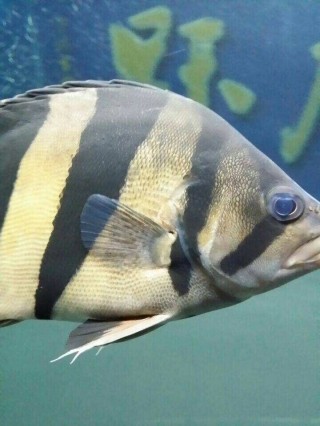 關(guān)于虎魚蒙眼如何治療