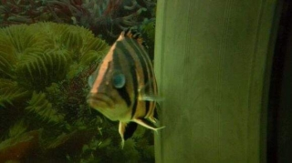 關(guān)于虎魚蒙眼如何治療