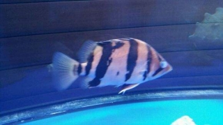 關(guān)于虎魚蒙眼如何治療