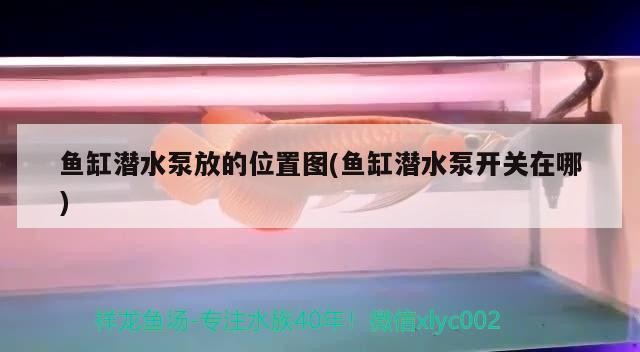 魚缸潛水泵放的位置圖(魚缸潛水泵開關在哪)