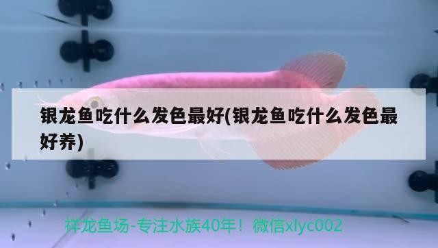 銀龍魚吃什么發(fā)色最好(銀龍魚吃什么發(fā)色最好養(yǎng))