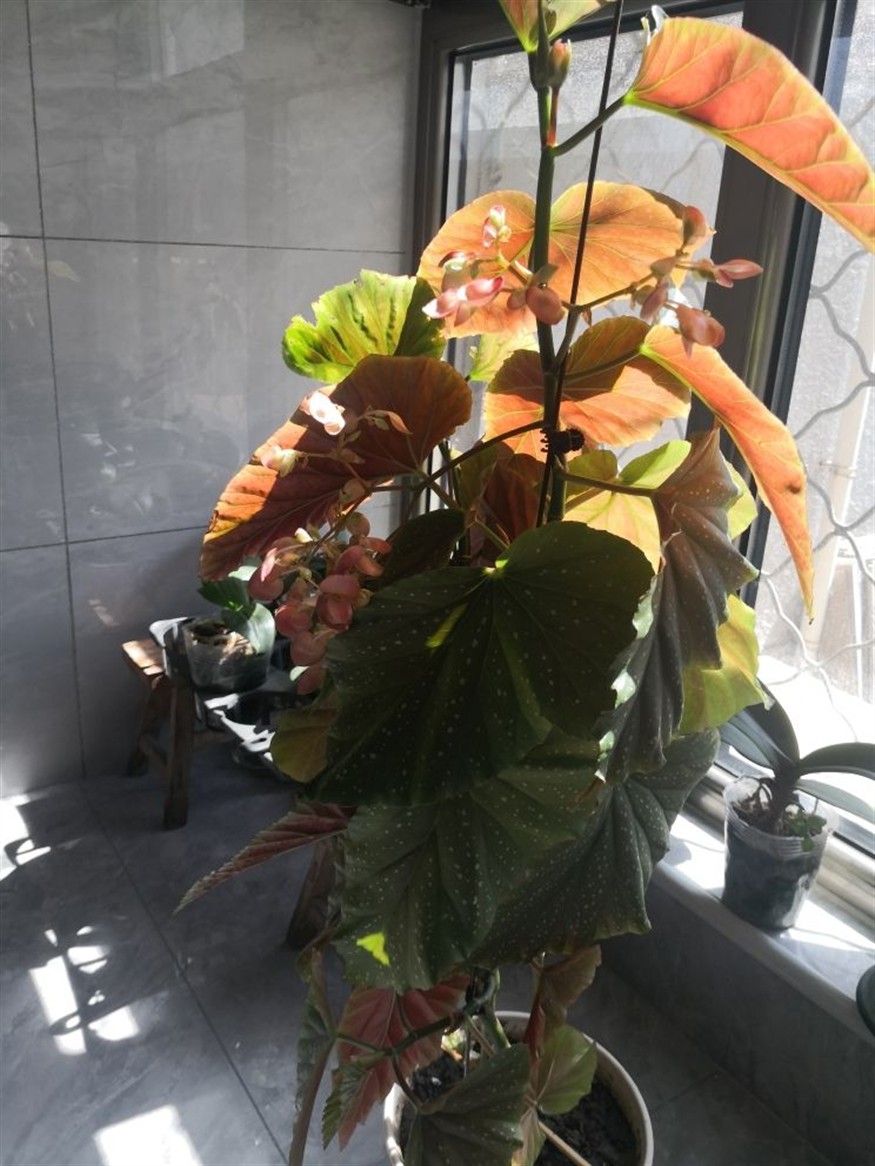玻璃刀割魚缸：使用玻璃刀切割魚缸需要一定的技巧和安全措施
