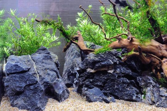 大型魚缸造景設計：大型魚缸造景的歷史和發展