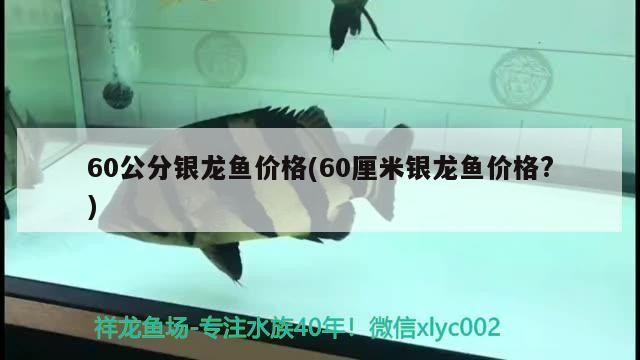 60公分銀龍魚價格(60厘米銀龍魚價格?)