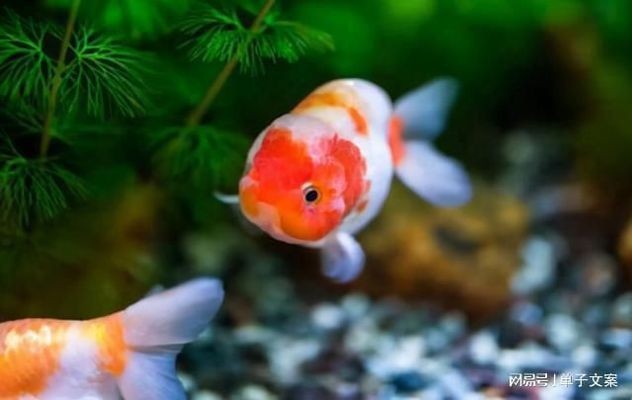 鶴壁市山城區朝霞街小魚兒水族館（鶴壁市山城區朝霞街小魚兒水族館電話）