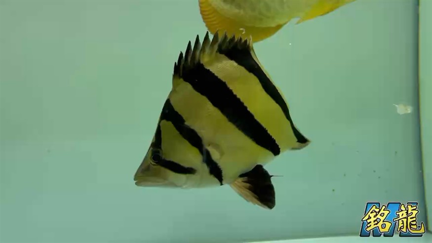 虎魚開飯了