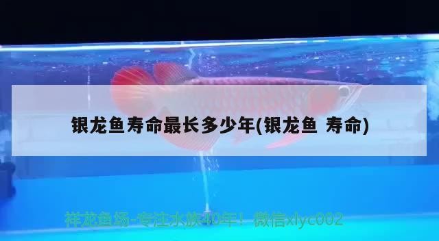 銀龍魚壽命最長多少年(銀龍魚壽命)