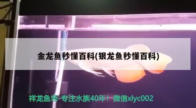 金龍魚秒懂百科(銀龍魚秒懂百科)
