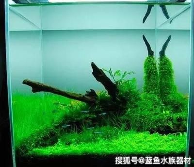 成品魚缸可以造景嗎視頻教學