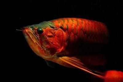 龍魚白天需要開燈嗎為什么