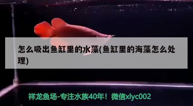 黃金河虎可以混養什么魚：黃金河虎魚怎么養