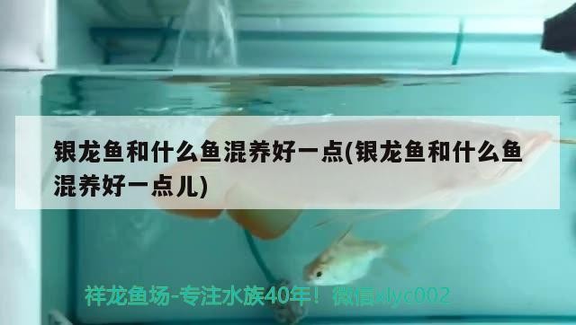 銀龍魚和什么魚混養(yǎng)好一點(diǎn)(銀龍魚和什么魚混養(yǎng)好一點(diǎn)兒)