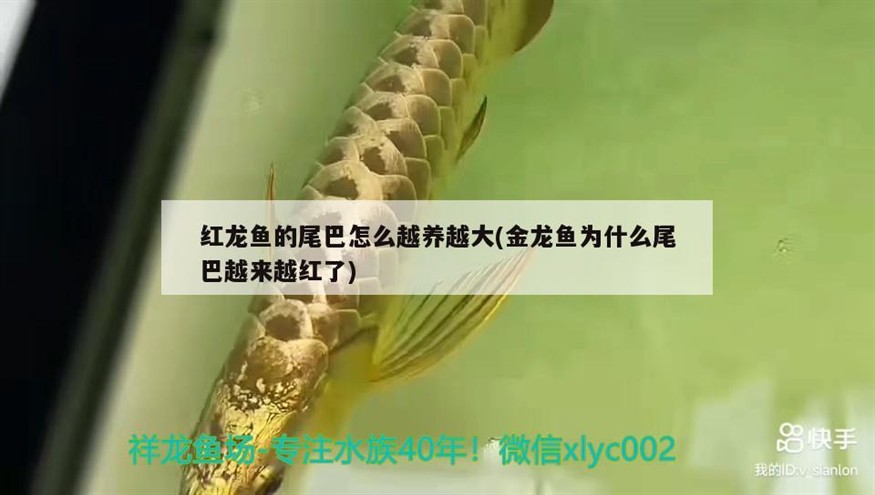 紅龍魚的尾巴怎么越養越大(金龍魚為什么尾巴越來越紅了)