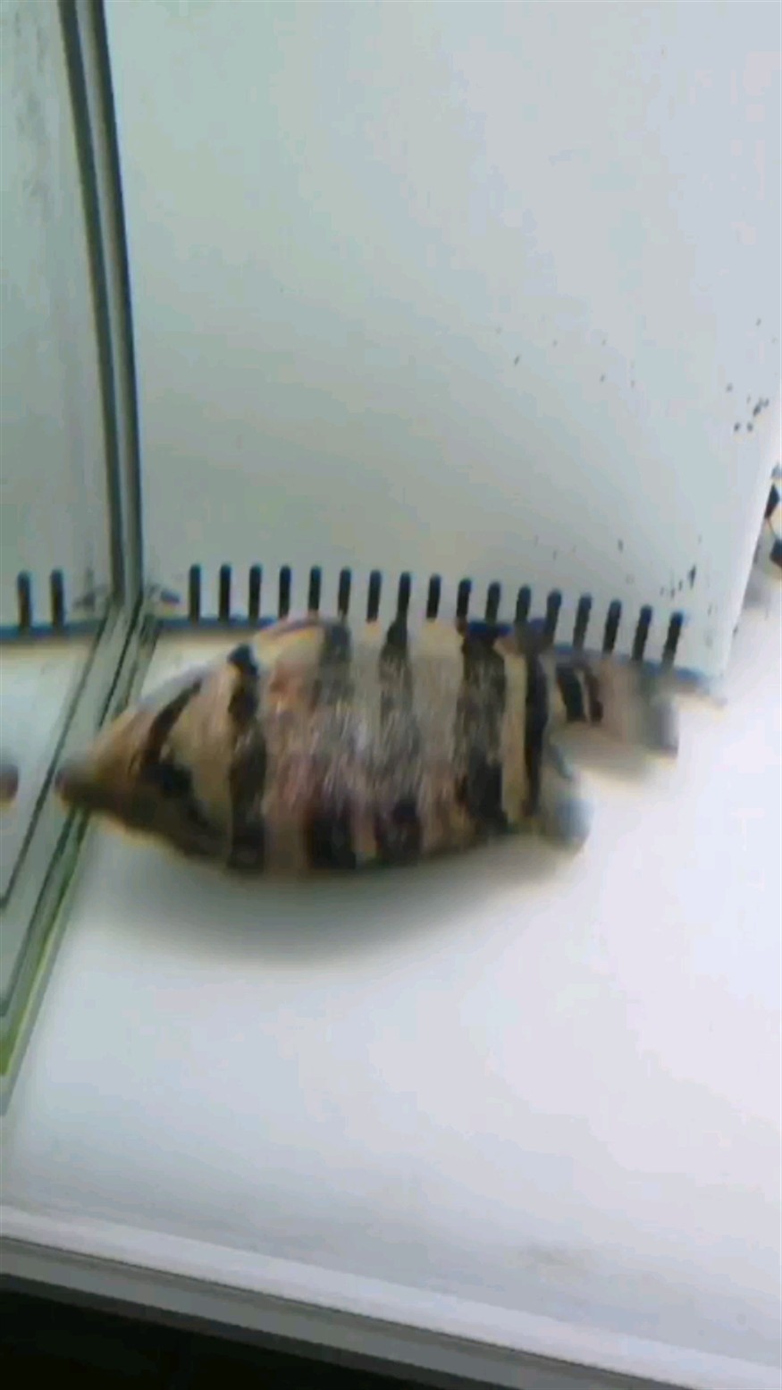 虎魚(yú)被打傷了還有救嗎？怎么急救