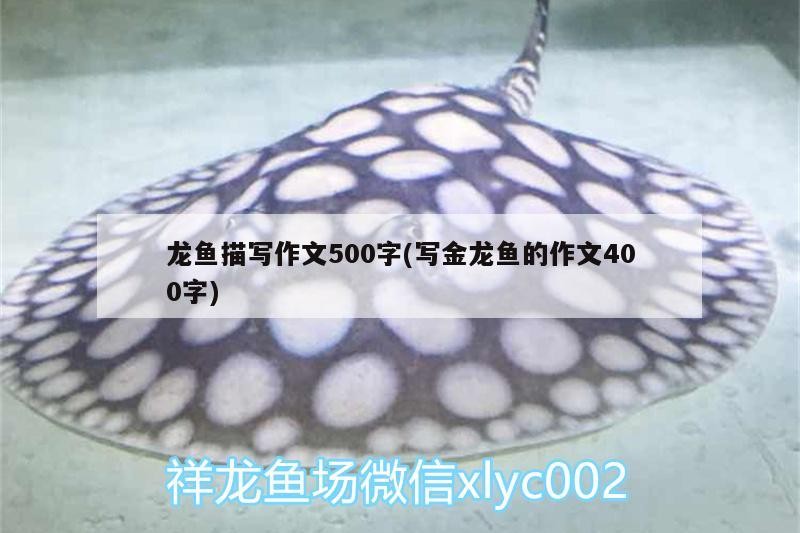 虎魚(yú)被打傷了還有救嗎？怎么急救