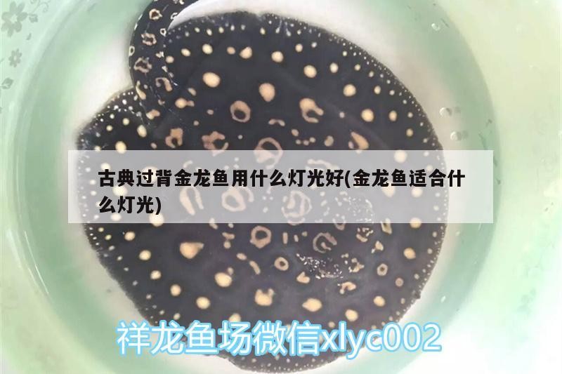 虎魚(yú)被打傷了還有救嗎？怎么急救