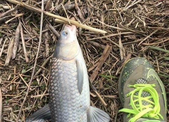 最貴紅龍魚價格及圖片及價格表（最貴紅龍魚價格及圖片及價格表大全）