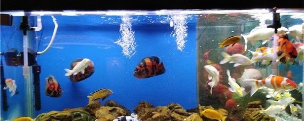 100升水的魚缸應該放多少鹽：100升水的魚缸應放多少鹽