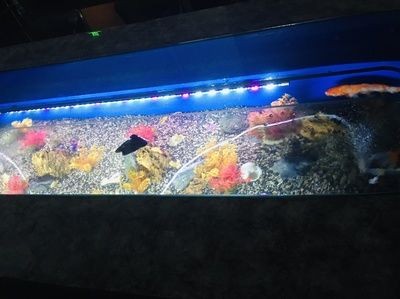 帶我去魚缸咖啡：南京魚缸咖啡館