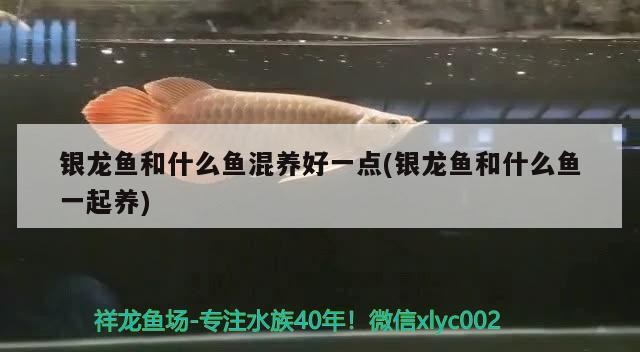 銀龍魚和什么魚混養好一點(銀龍魚和什么魚一起養)