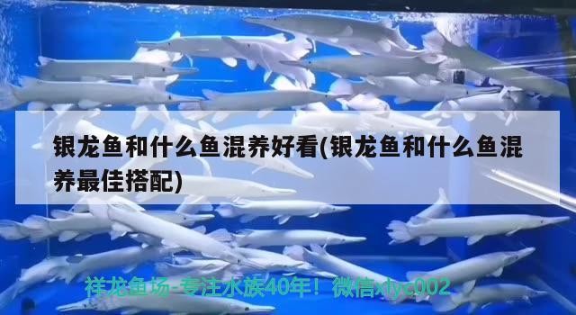 銀龍魚和什么魚混養好看(銀龍魚和什么魚混養最佳搭配)