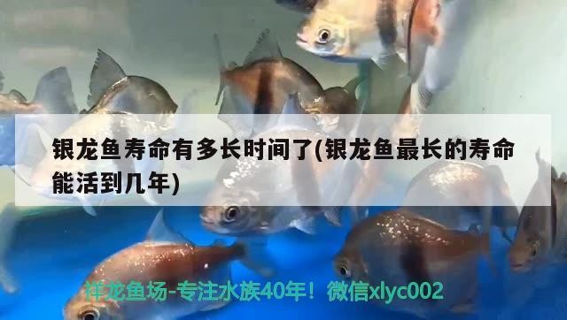 銀龍魚壽命有多長時(shí)間了(銀龍魚最長的壽命能活到幾年)