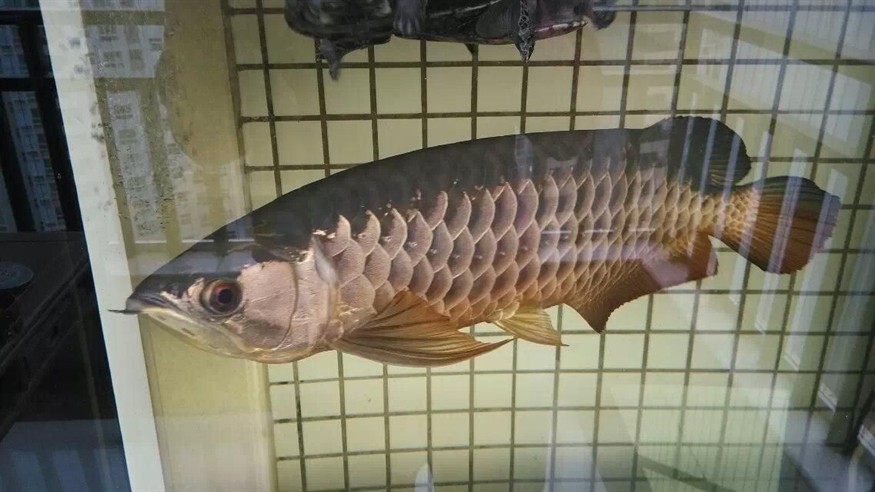 龍魚哪個(gè)品種最貴，世界上最貴的幾種龍魚品種