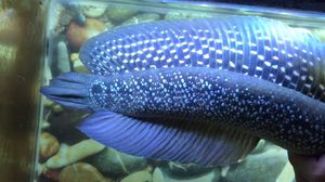 龍魚哪個(gè)品種最貴，世界上最貴的幾種龍魚品種