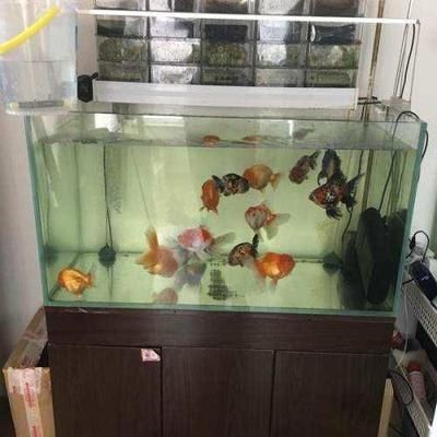 1506080的魚缸多少L：150/60/80的魚缸水量多少