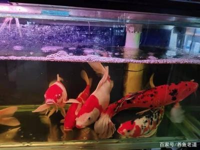 加拉辛巨暴能長多大（加拉辛猛魚里面誰最兇）