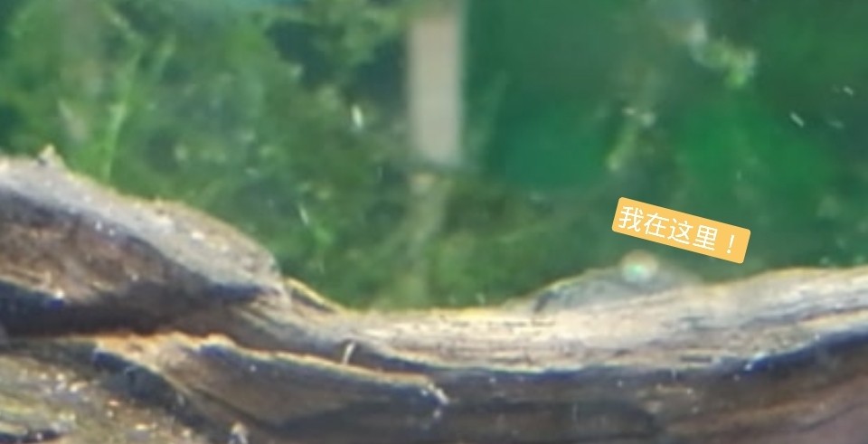山東的三種淡水觀賞蝦虎魚