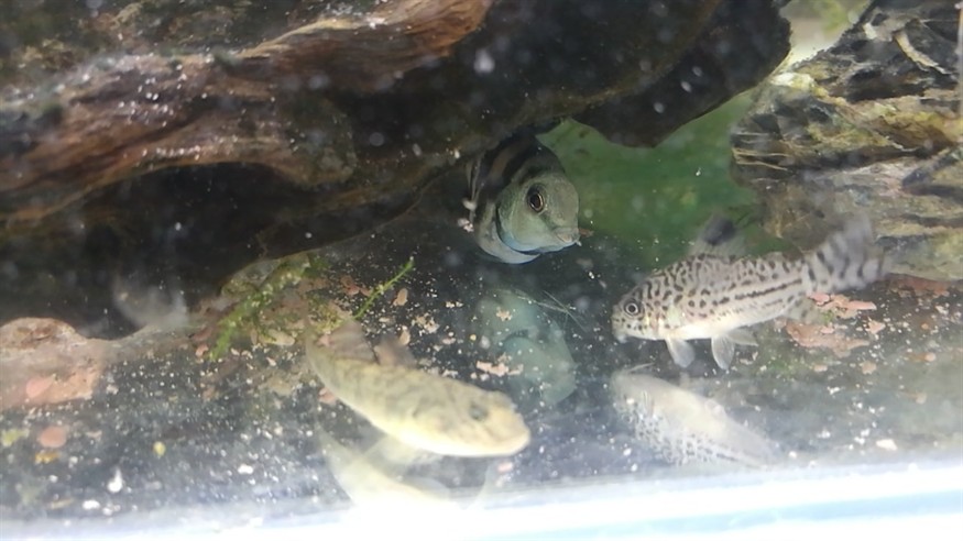 山東的三種淡水觀賞蝦虎魚