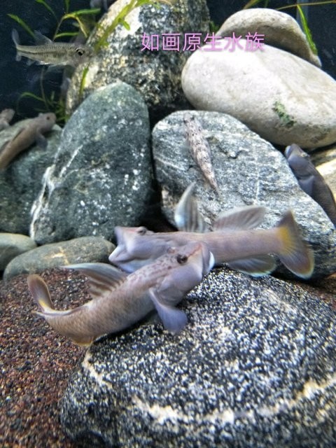 山東的三種淡水觀賞蝦虎魚