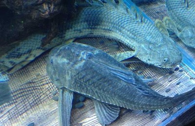 日照市東港區(qū)水秀坊水族館（日照市東港區(qū)水秀坊水族館電話）