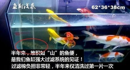 超強魚缸過濾系統：如何選擇魚缸過濾系統