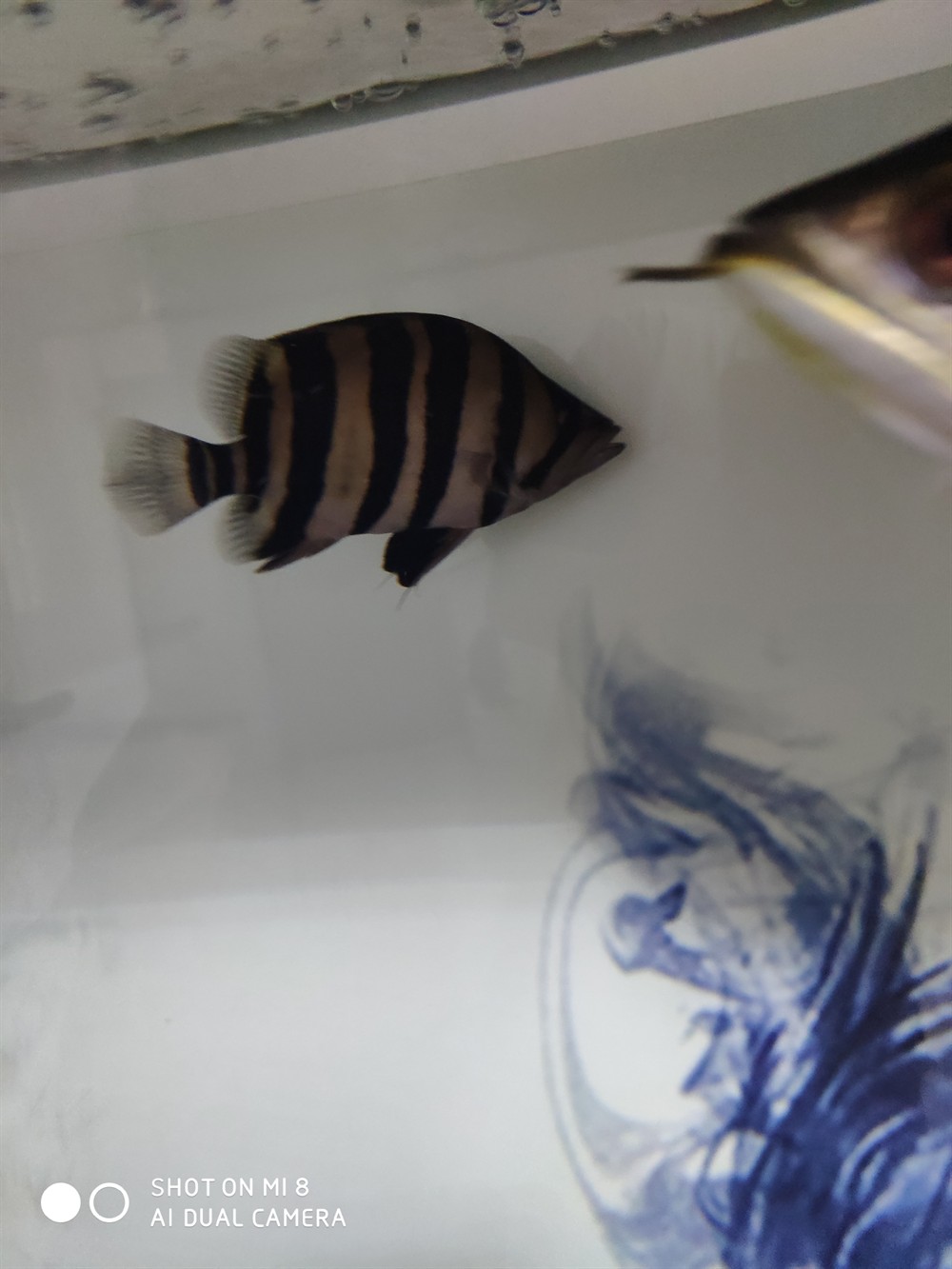 虎魚暴斃了