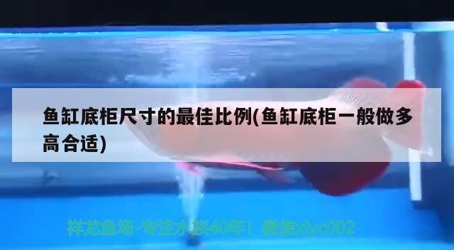 虎魚暴斃了