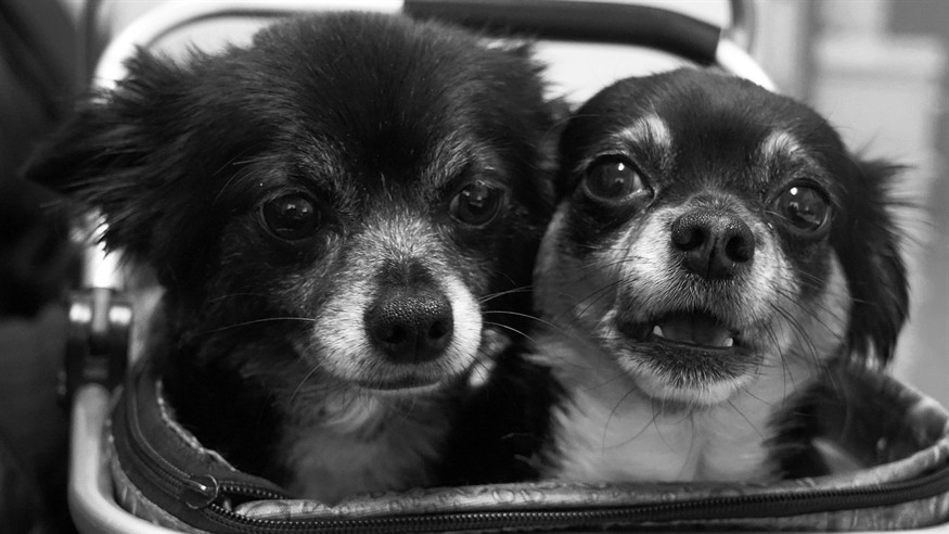 養虎魚的魚缸背景選什么樣的為好？