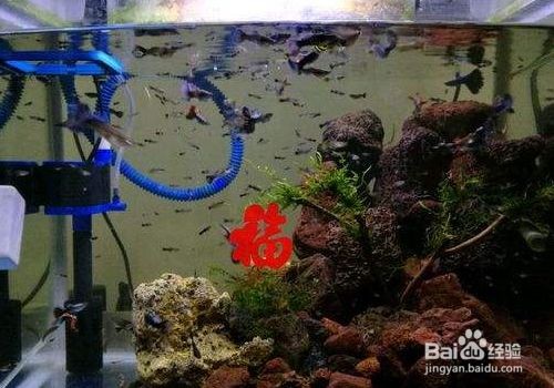 超白玻璃魚缸容易裂怎么辦：超白玻璃魚缸玻璃裂了的修補(bǔ)方法