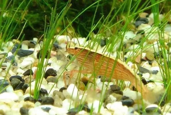徹底清洗魚(yú)缸后要放鹽嗎：清洗魚(yú)缸后是否需要放鹽取決于您的目的和魚(yú)缸狀況