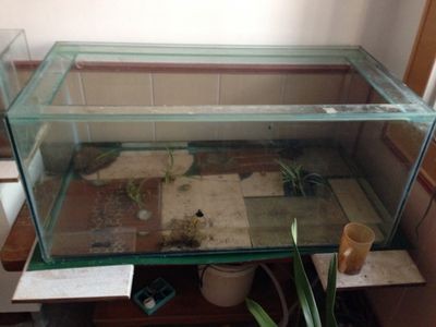 玻璃膠魚缸多久沒有毒了：玻璃膠的種類和壽命